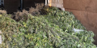Campo di marijuana, sequestrate 220 piante