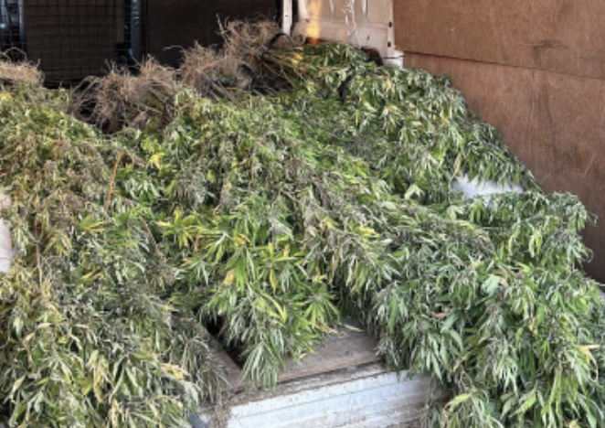 Campo di marijuana, sequestrate 220 piante