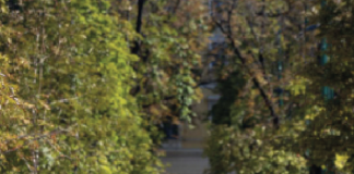 alberi contro la crisi climatica