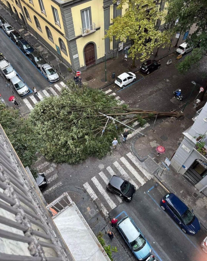 Napoli, l'albero caduto