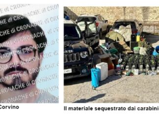 Una serra di marijuana in casa: arrestato