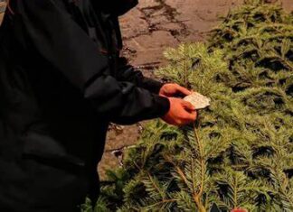 Rubati nella notte gli alberi di Natale davanti ai negozi al rione Monterosa