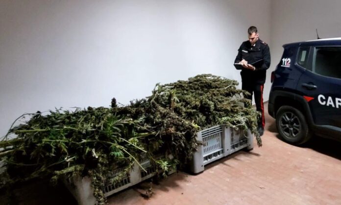 Marijuana a Sant'Anastasia