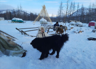 Siberia: origini e storia dei cani