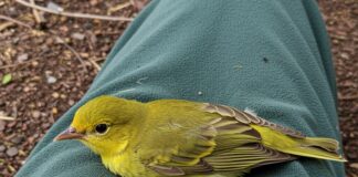 Salvataggio riuscito