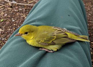 Savona: liberata una ballerina gialla curata dall’Enpa Salvataggio riuscito