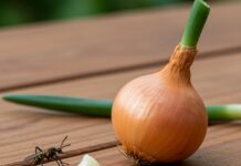 Insetticida ecologico