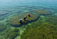Egadi: un progetto per ripiantare la posidonia Riforestazione marina