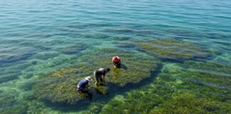 Riforestazione marina