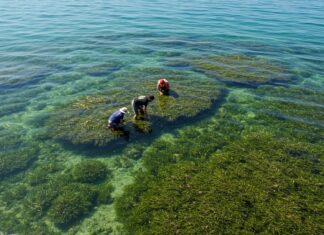 Egadi: un progetto per ripiantare la posidonia Riforestazione marina