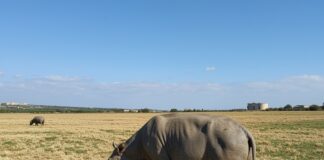 Adozioni consapevoli