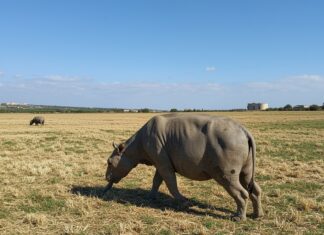Adozioni consapevoli