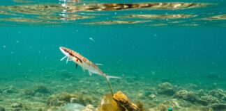 Degradazione plastica