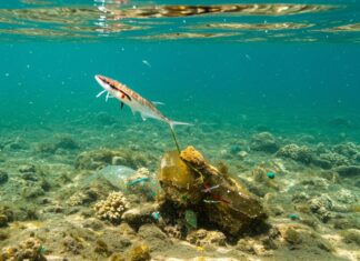 Plastica, dal plancton la soluzione per degradarla Degradazione plastica