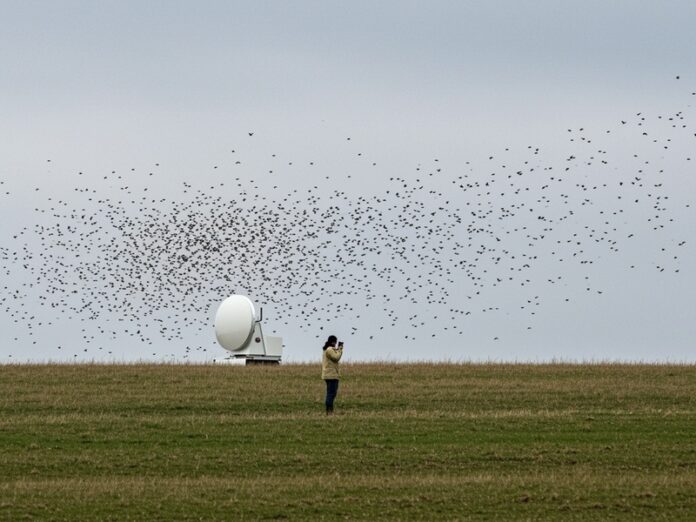 5_declino_insetti Declino insetti