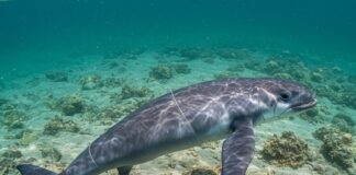 Orientamento magnetico