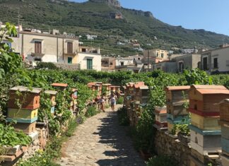 Linosa, il progetto Nereidee salva l’ape nera Rigenerazione ambientale