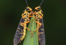 Madagascar: scarafaggi uniti contro la siccità Adattamento climatico