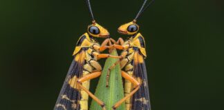 Adattamento climatico