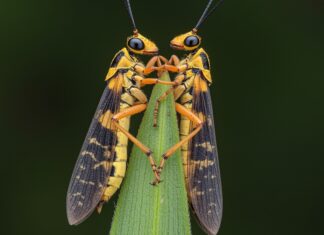 Adattamento climatico