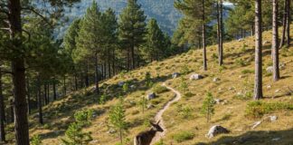 Biodiversità appenninica