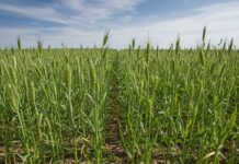 Glifosato: studio pro-Monsanto ritirato dopo 25 anni Integrità scientifica