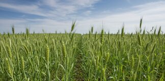 Integrità scientifica