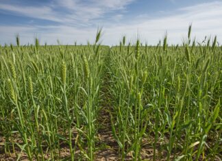 Glifosato: studio pro-Monsanto ritirato dopo 25 anni Integrità scientifica