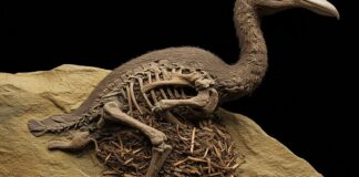 Scoperta paleontologica