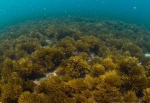 Sicilia: nuova area marina protetta alle isole Egadi Tutela marina