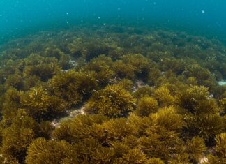Sicilia: nuova area marina protetta alle isole Egadi Tutela marina
