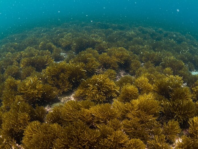 6_tutela_marina Tutela marina