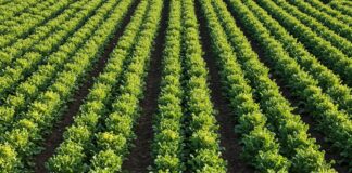 Agricoltura sostenibile