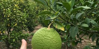 Emergenza fitosanitaria