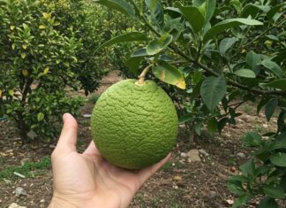 Sicilia: una malattia minaccia gli agrumeti Emergenza fitosanitaria