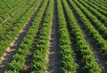 Sicilia: nuovo progetto per proteggere gli agrumeti Resilienza climatica