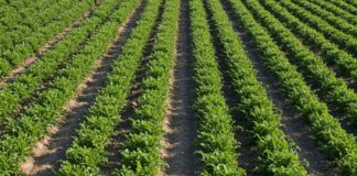 Resilienza climatica