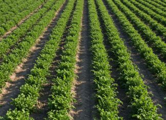 Sicilia: nuovo progetto per proteggere gli agrumeti Resilienza climatica