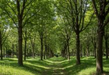 Foreste Urbane: a Parma la sinfonia per gli alberi Sinfonia verde
