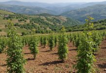 dissesto idrogeologico