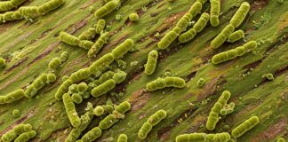 Corteccia purificante