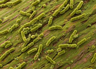 Corteccia purificante