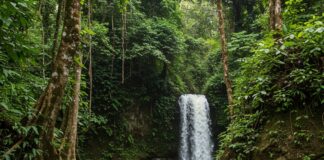 Attivismo ambientale