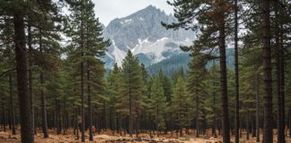 Riforestazione Aspromonte