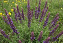 Salvia selvatica