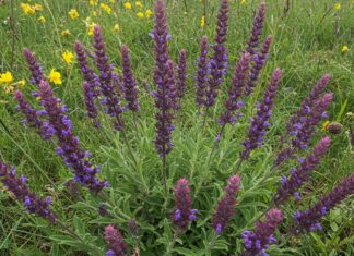 Progetto per salvare la salvia selvatica sui Sibillini Salvia selvatica