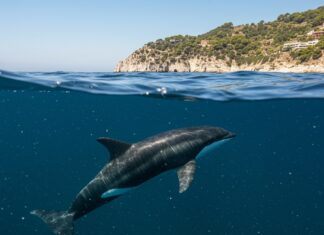 Mar Ligure: un progetto per salvare i delfini Tutela cetacei