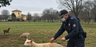 Salvataggio asinelli