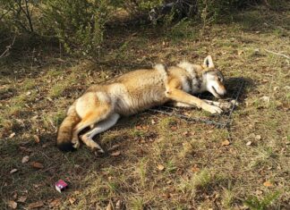Riardo: lupa uccisa da una trappola per bracconieri Trappole illegali