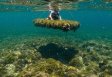 Isole Egadi: ripiantate praterie di posidonia Posidonia marina